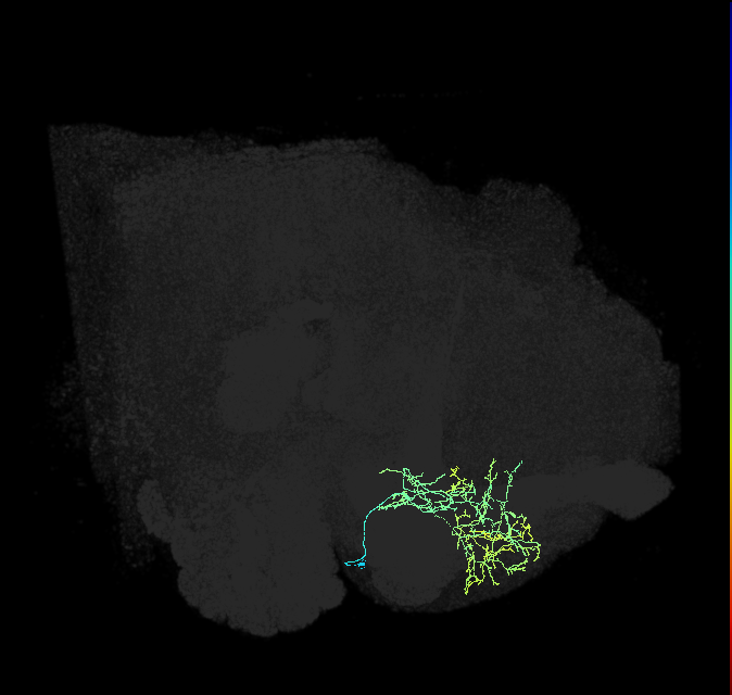 CRE051_R (FlyEM-HB:5812982924)