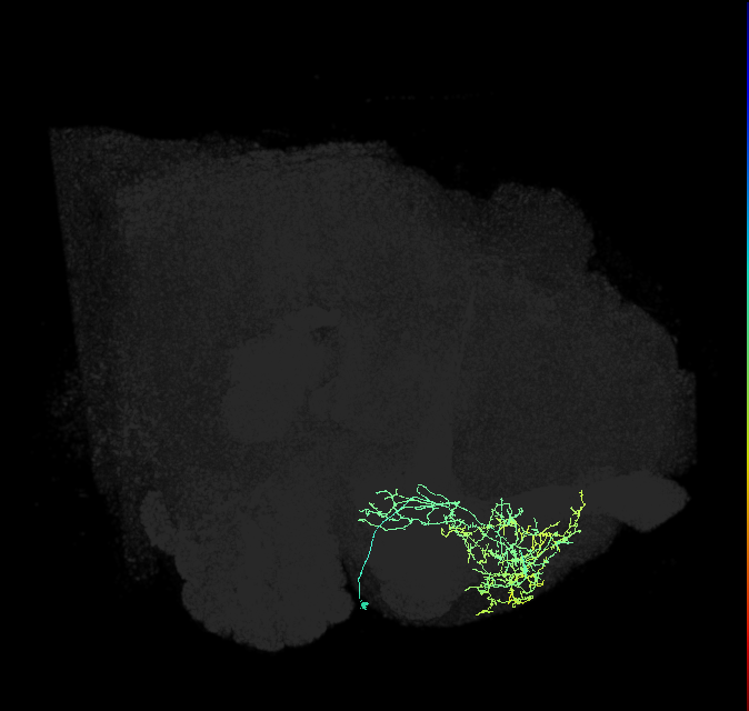 CRE052_R (FlyEM-HB:674100160)