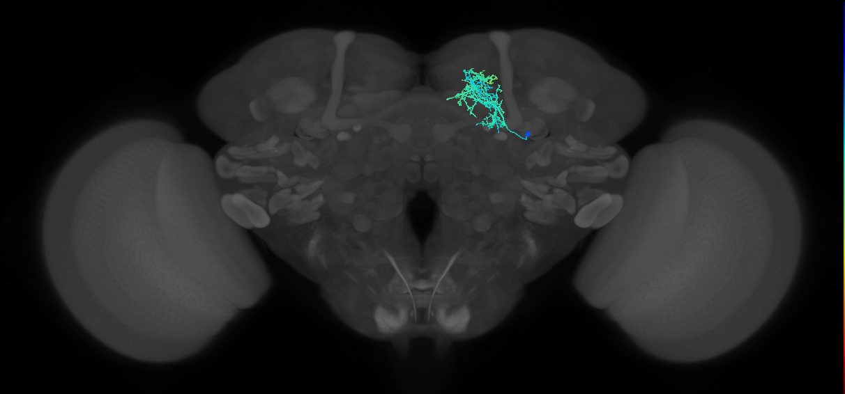 CRE054_R (FlyEM-HB:829598814)