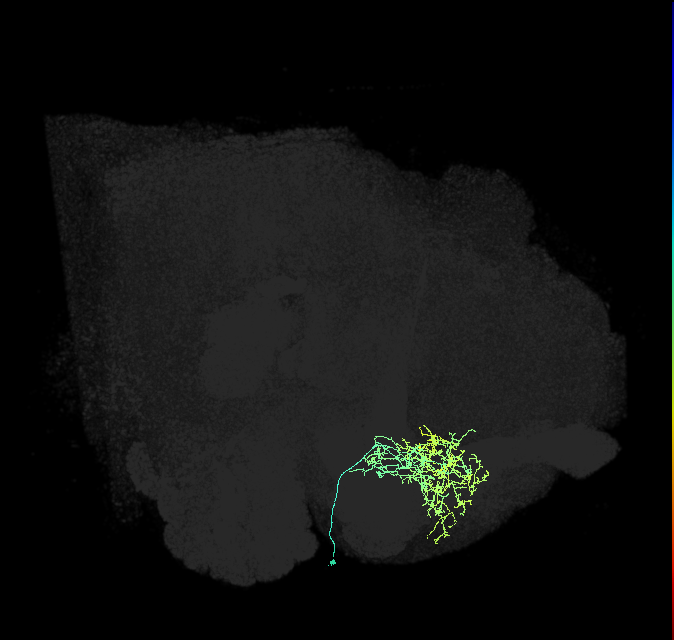 CRE054_R (FlyEM-HB:830634936)