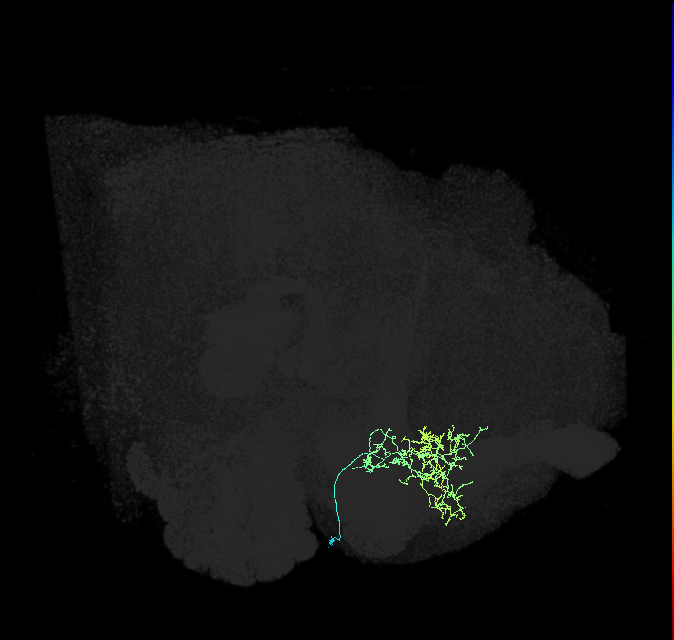 CRE054_R (FlyEM-HB:5813033196)