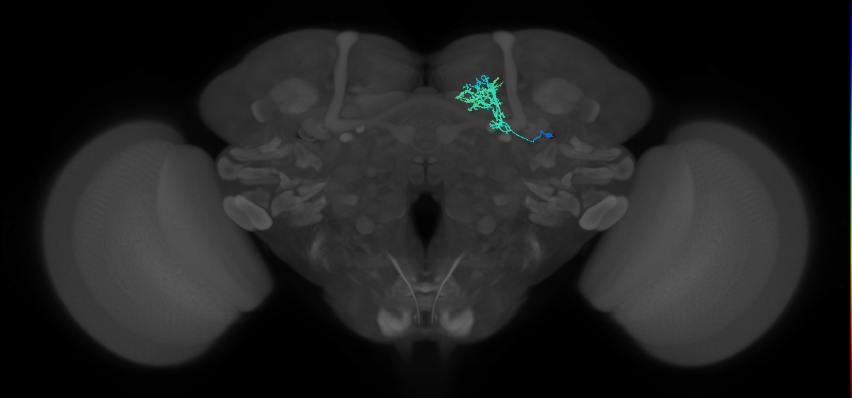 CRE054_R (FlyEM-HB:5813033196)
