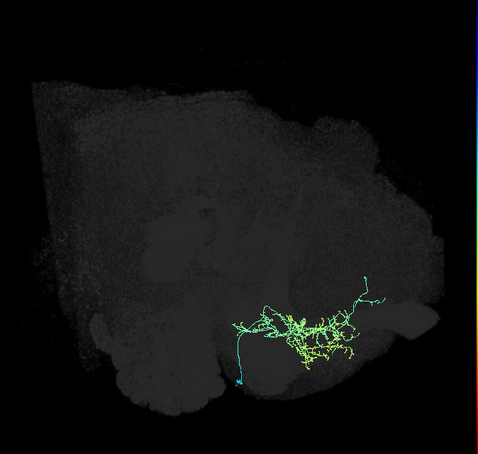 CRE055_R (FlyEM-HB:800273538)