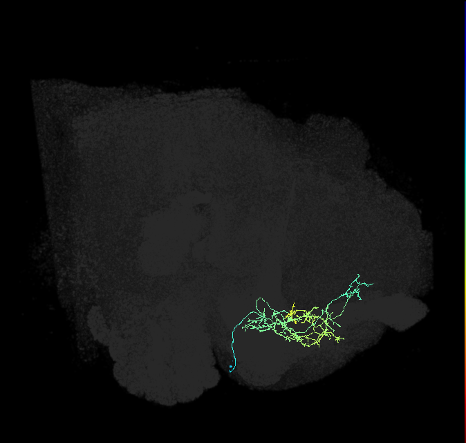 CRE055_R (FlyEM-HB:673362451)