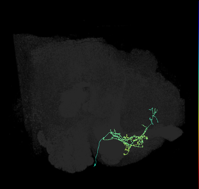 CRE055_R (FlyEM-HB:798908816)