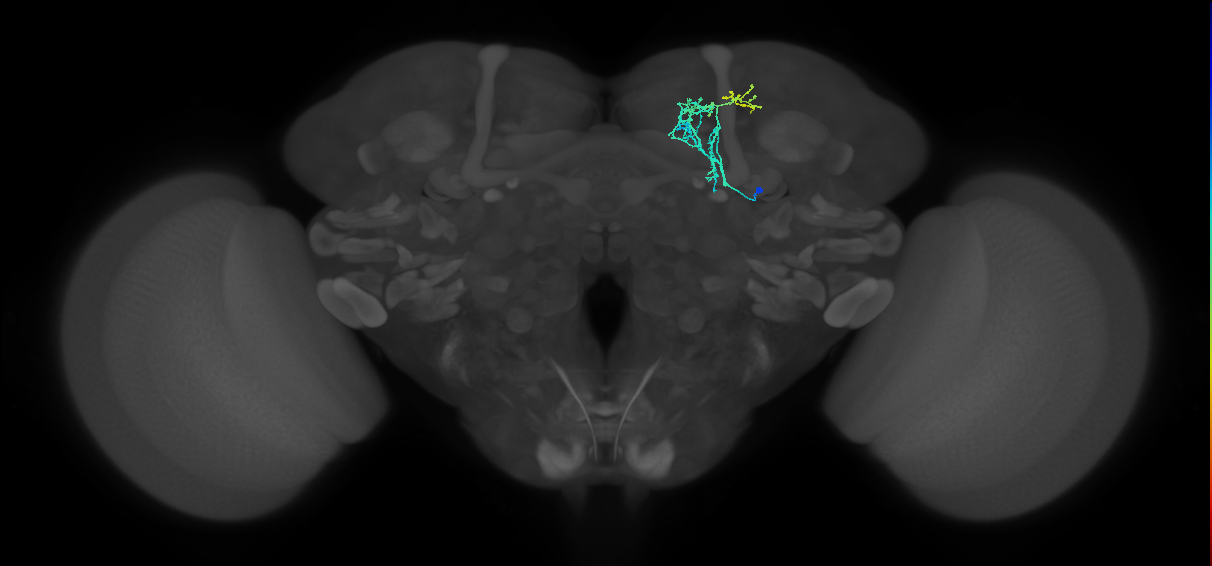 CRE055_R (FlyEM-HB:798908816)