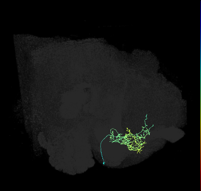 CRE055_R (FlyEM-HB:5813011840)