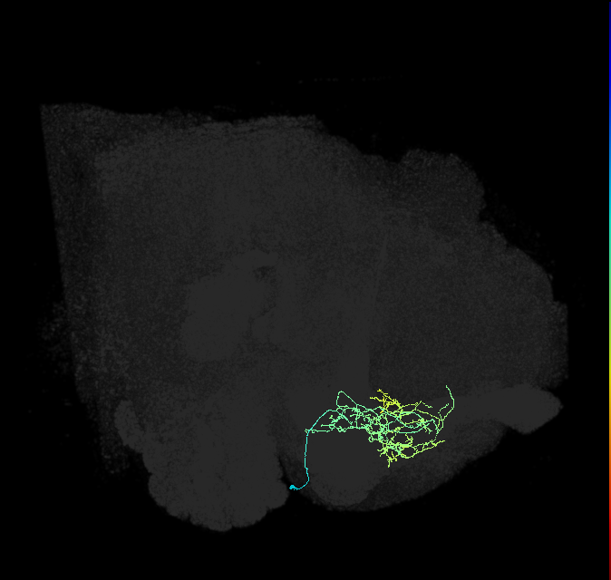 CRE055_R (FlyEM-HB:797187575)
