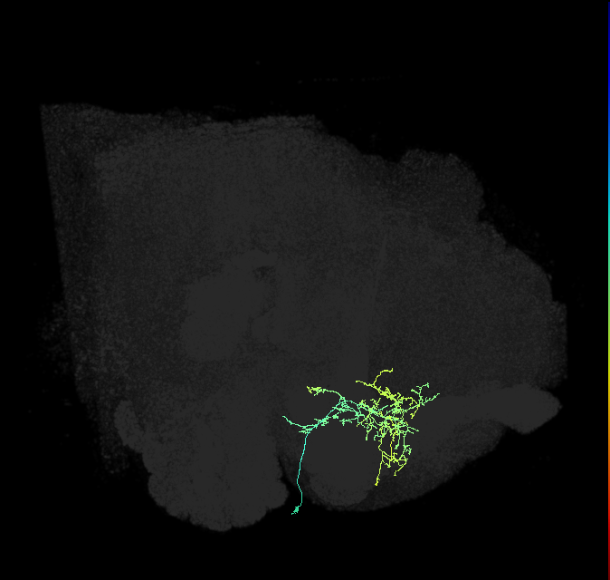 CRE056_R (FlyEM-HB:953410147)