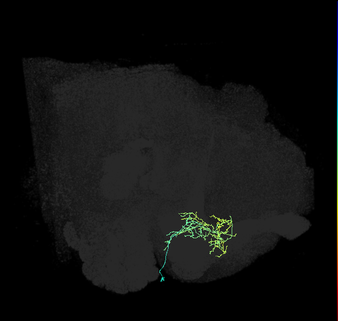 CRE056_R (FlyEM-HB:984449267)