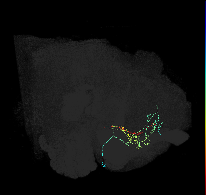 CRE058_R (FlyEM-HB:640630581)