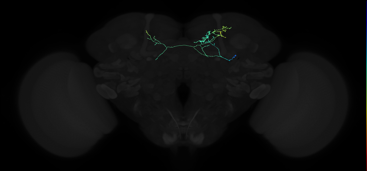adult crepine neuron 058