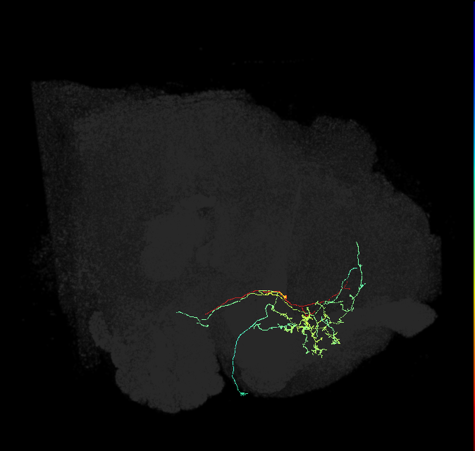 CRE058_R (FlyEM-HB:702704906)