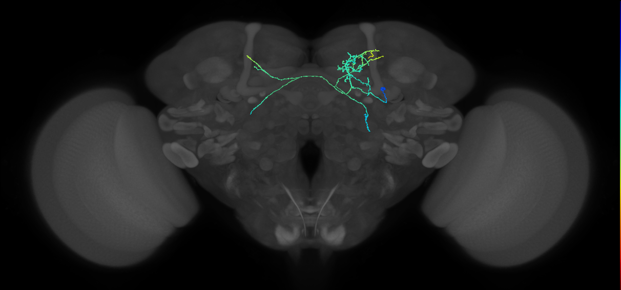 CRE058_R (FlyEM-HB:702704906)