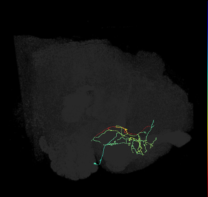 CRE058_R (FlyEM-HB:767174553)