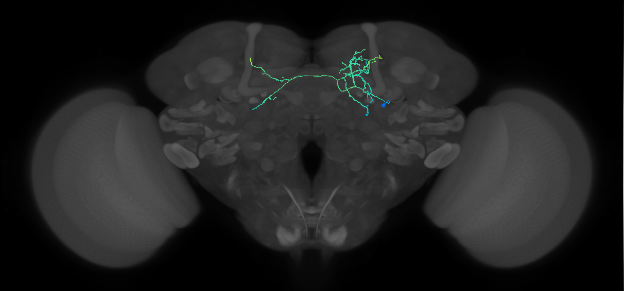 CRE058_R (FlyEM-HB:767174553)