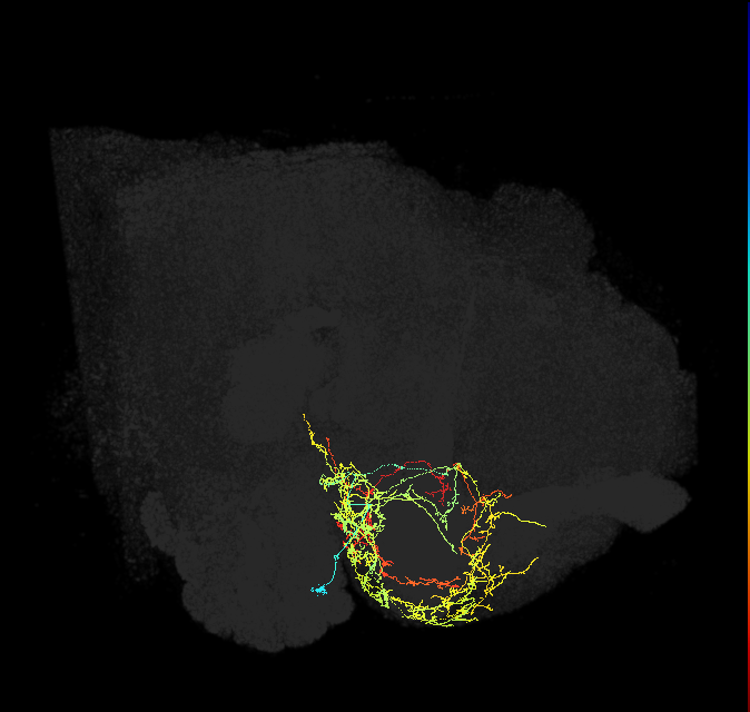 CRE059_R (FlyEM-HB:5813022759)