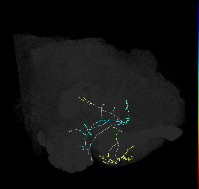 adult crepine neuron 061