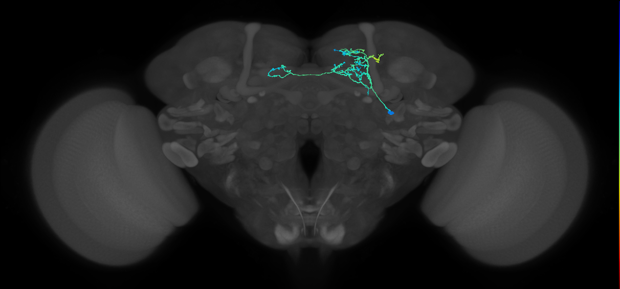 CRE064_R (FlyEM-HB:5812981240)