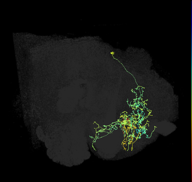 CRE078_R (FlyEM-HB:639995972)