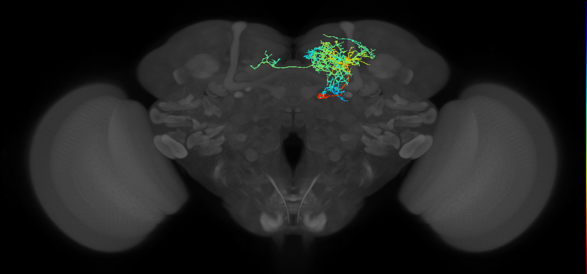 CRE078_R (FlyEM-HB:639995972)