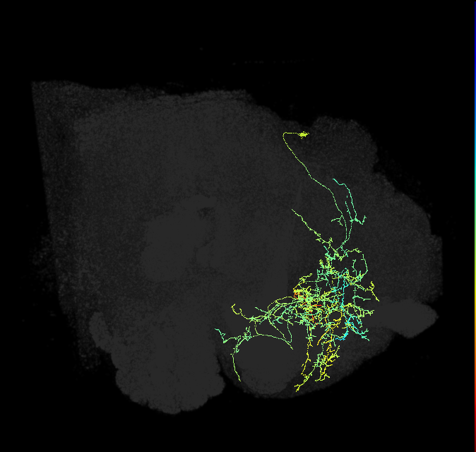 CRE078_R (FlyEM-HB:675767414)
