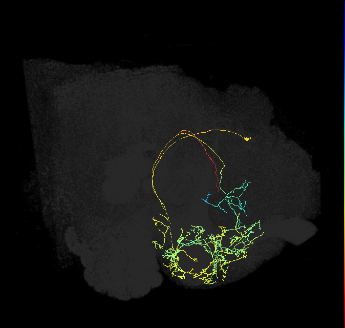 CRE080_R (FlyEM-HB:736140238)