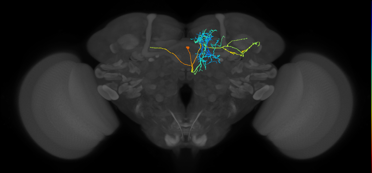 CRE080_R (FlyEM-HB:5901193671)