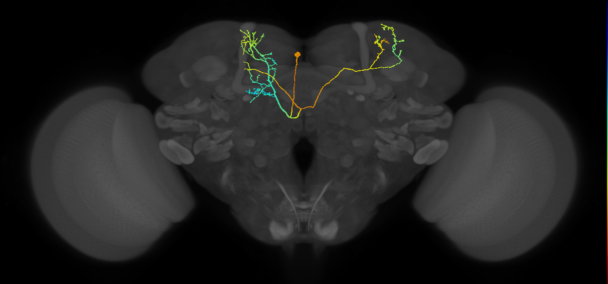CRE083(PDM13)_L (FlyEM-HB:362866879)