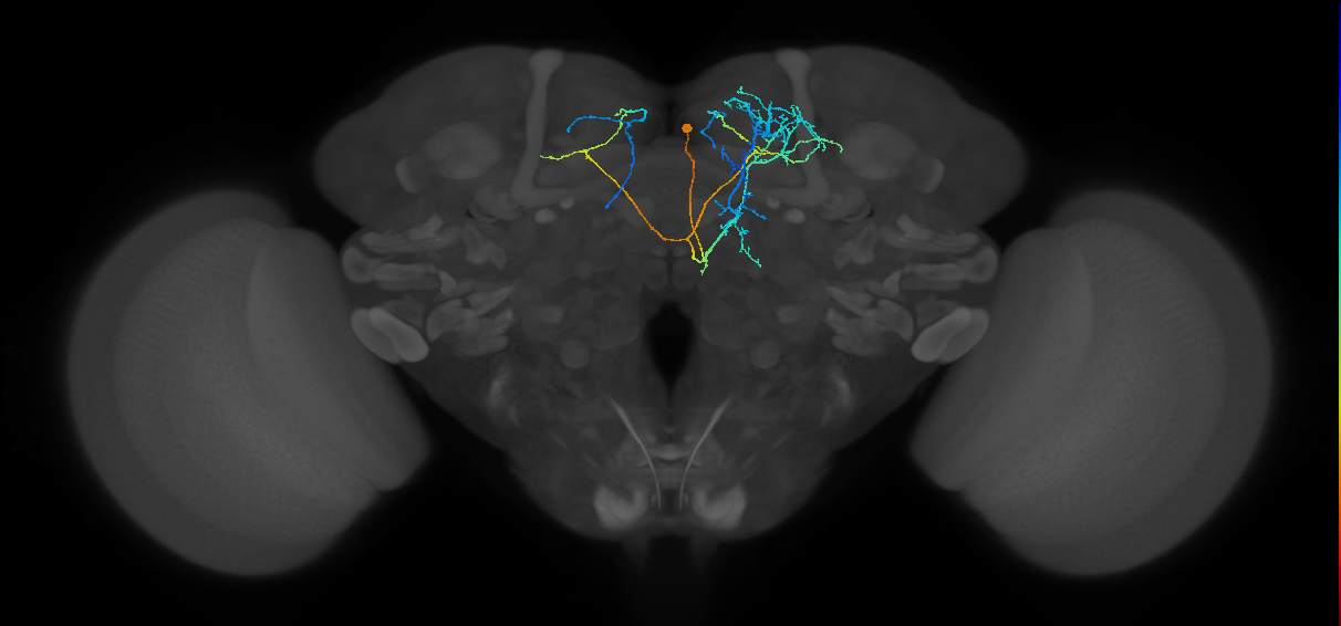 CRE085_R (FlyEM-HB:800588608)