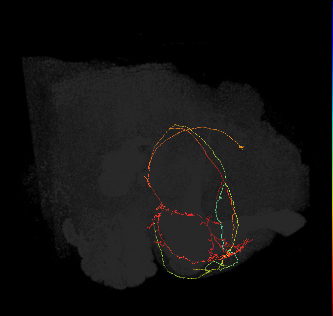 CRE085(PDM13)_L (FlyEM-HB:769355285)
