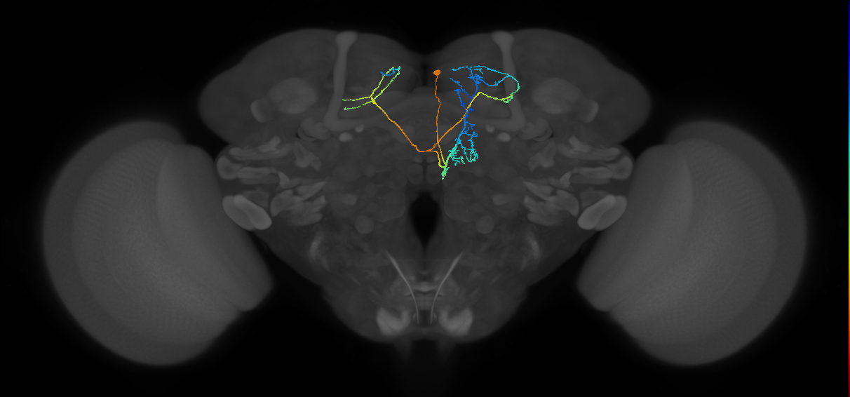 CRE086_R (FlyEM-HB:895091952)