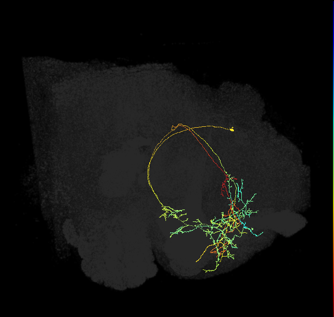 CRE089_R (FlyEM-HB:673047760)