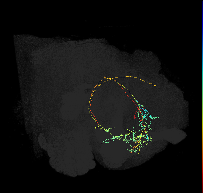 CRE089_R (FlyEM-HB:733399215)