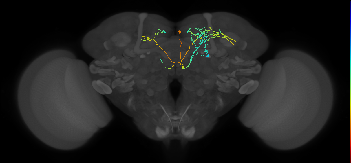 CRE089_R (FlyEM-HB:733399215)