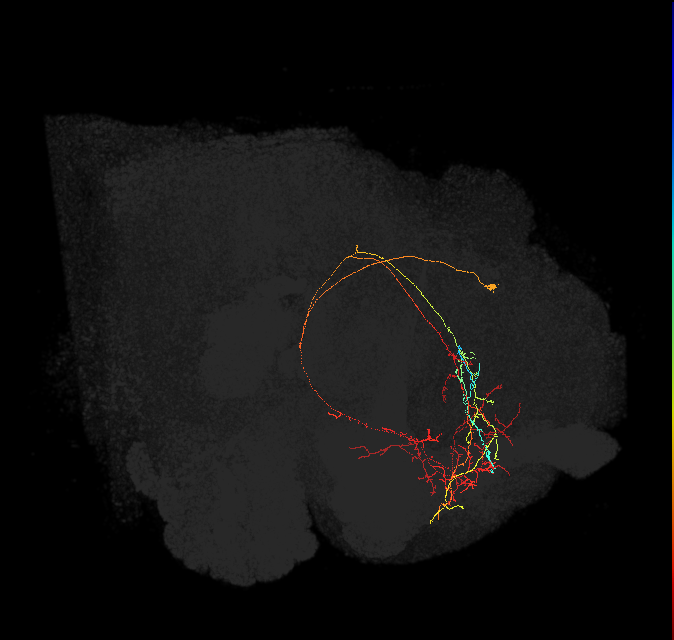 CRE089(PDM13)_L (FlyEM-HB:5813022370)