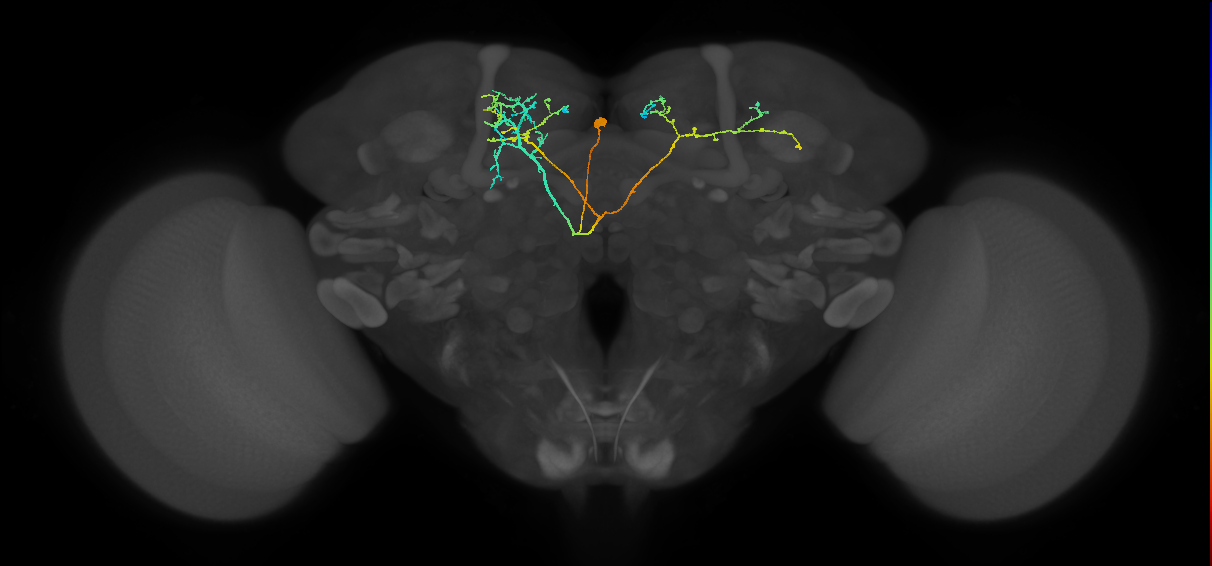 CRE089(PDM13)_L (FlyEM-HB:5813022370)
