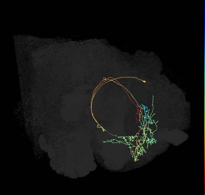 CRE089_R (FlyEM-HB:702708540)