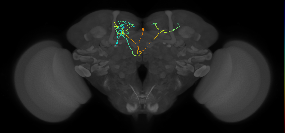 CRE089(PDM13)_L (FlyEM-HB:702199343)