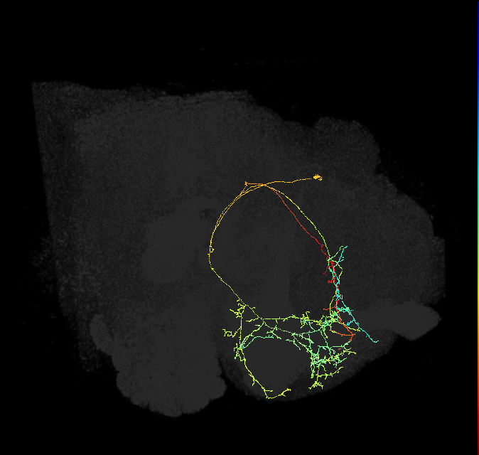CRE092_R (FlyEM-HB:800618162)