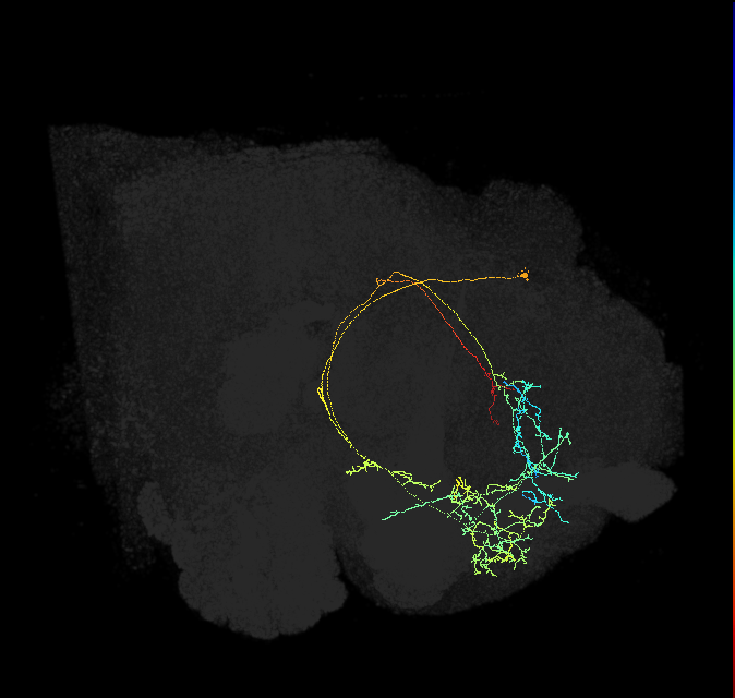CRE092_R (FlyEM-HB:642323384)