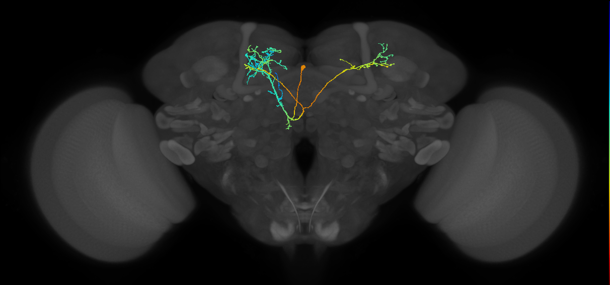 CRE092(PDM13)_L (FlyEM-HB:736632557)