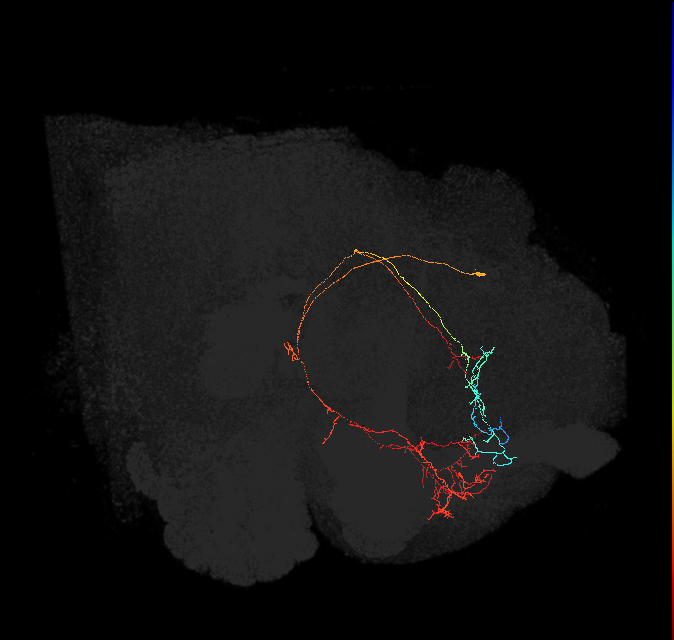 CRE092(PDM13)_L (FlyEM-HB:5812983510)