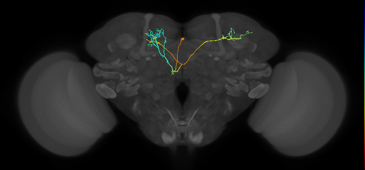 CRE092(PDM13)_L (FlyEM-HB:5812983510)