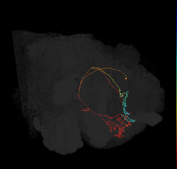 CRE092(PDM13)_L (FlyEM-HB:765975775)