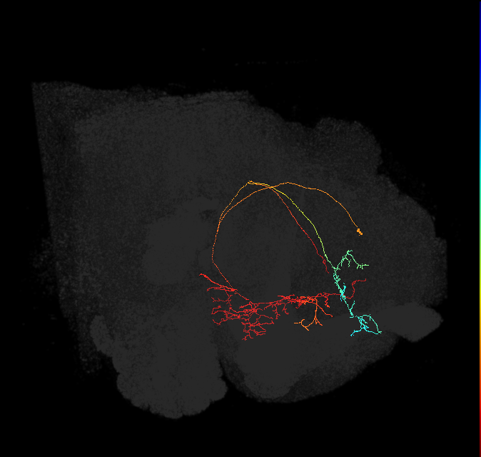 CRE093(PDM13)_L (FlyEM-HB:643350227)