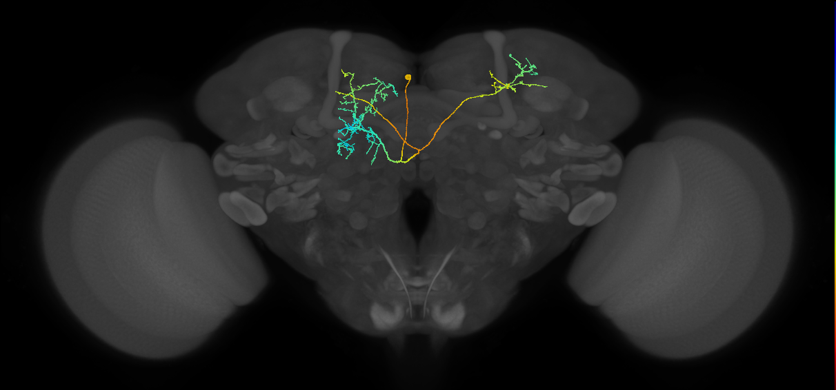 CRE093(PDM13)_L (FlyEM-HB:643350227)