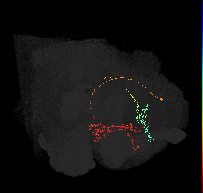 CRE093(PDM13)_L (FlyEM-HB:795982617)