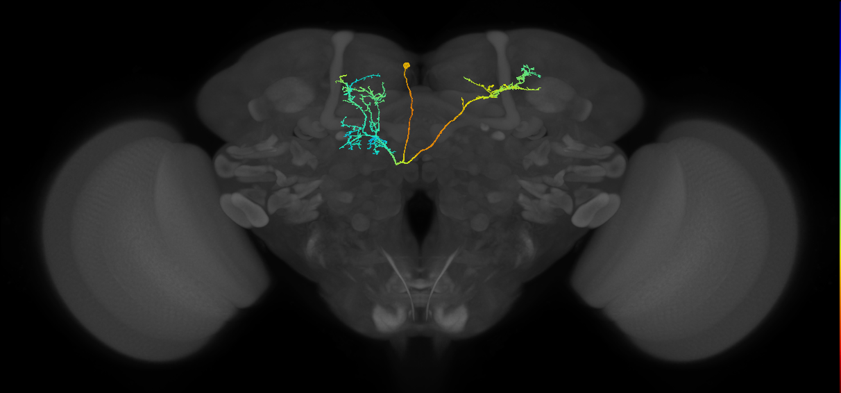 CRE093(PDM13)_L (FlyEM-HB:795982617)