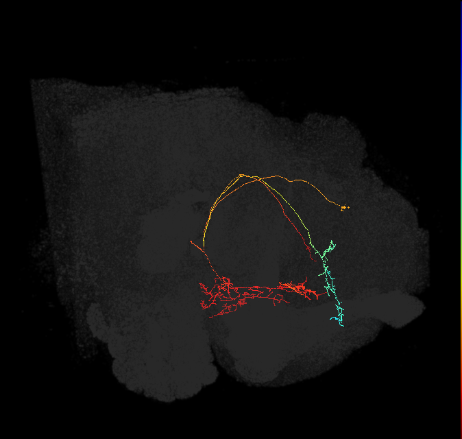 CRE093(PDM13)_L (FlyEM-HB:767486231)